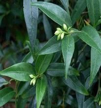 厚葉清香桂 厚葉清香桂