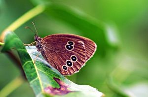 阿芬眼蝶 阿芬眼蝶