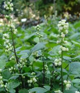 大花珍珠菜(原變種) 大花珍珠菜(原變種)