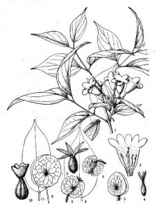 優美雙盾木 優美雙盾木