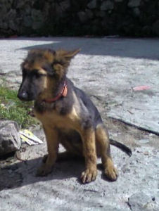 犬細小病毒病 犬細小病毒病