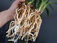 由百度圖片提供