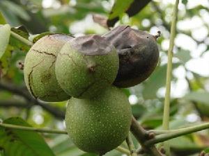 核桃炭疽病 核桃炭疽病