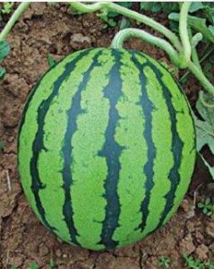 長城黑紅 長城黑紅