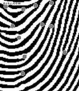 指紋識別技術 指紋識別技術