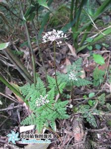 囊瓣芹屬 囊瓣芹屬