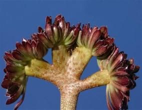 艷日傘冠 艷日傘冠