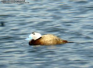 歐亞河狸 歐亞河狸