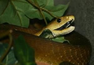 黑曼巴蛇烏黑的口腔