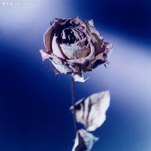 枯萎[漢語詞語]