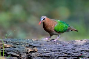 考亞國家公園 考亞國家公園