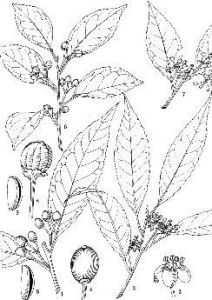 硬葉冬青(原變型) 硬葉冬青(原變型)