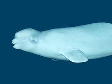 白鯨[一角鯨科動物]