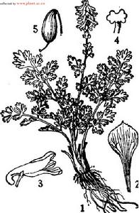 圖註：1.植株，2.苞片, 3．花，4.柱頭, 5.蒴果。