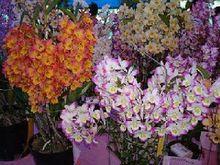 國花蕙蘭和白芷