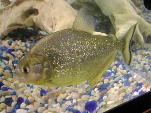 艾倫水虎魚 艾倫水虎魚