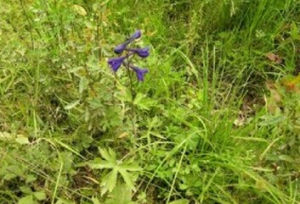 東北高翠雀花 東北高翠雀花