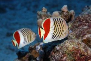 黃冠蝴蝶魚 黃冠蝴蝶魚