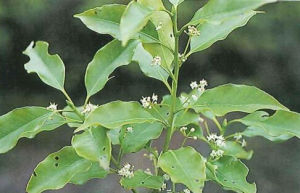 拉拉山冬青 拉拉山冬青