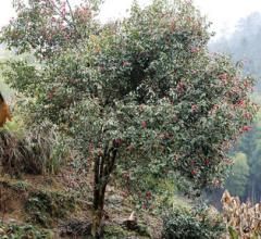 長毛紅山茶 長毛紅山茶