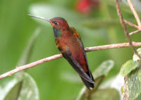 白尾藍胸蜂鳥 白尾藍胸蜂鳥