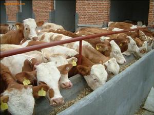 Simmental cattle