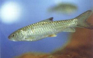 台東間爬岩鰍 台東間爬岩鰍