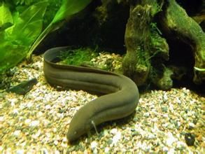 美洲肺魚 美洲肺魚