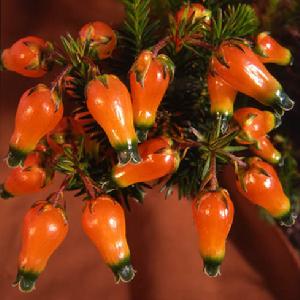 中國燈籠歐石楠 中國燈籠歐石楠