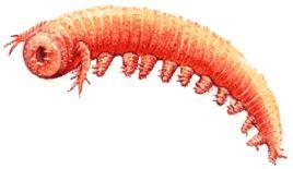 埃謝櫛蠶 埃謝櫛蠶