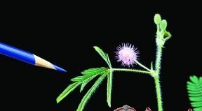 職場含羞草 職場含羞草