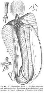 約翰·繆爾黑德·麥克法蘭1908的專著《豬籠草科》中的線條畫