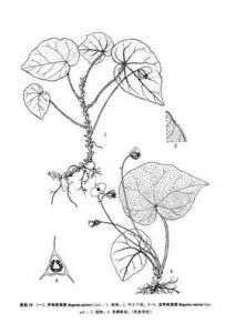 羅甸秋海棠 羅甸秋海棠