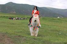 西藏寫生照片