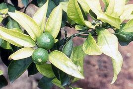 柑橘缺鐵症 柑橘缺鐵症