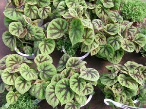 鐵十字海棠 鐵十字海棠