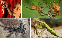 性食同類 性食同類