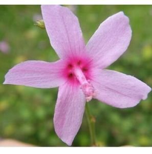 湖北梵天花 湖北梵天花