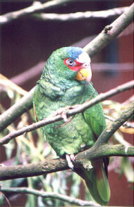 白頂亞馬遜鸚鵡