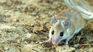 非洲刺毛鼠 非洲刺毛鼠