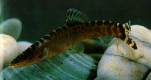 桂林薄鰍 桂林薄鰍