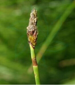 中間型荸薺 中間型荸薺