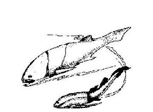 甲冑魚