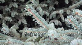 克羅拉多藍杉 克羅拉多藍杉