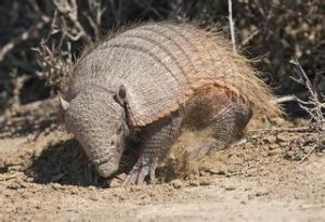 納氏毛犰狳 納氏毛犰狳