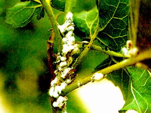 桑皚粉蚧 桑皚粉蚧