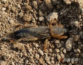 非洲螻蛄 非洲螻蛄