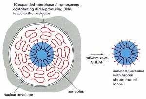核仁組織者 核仁組織者