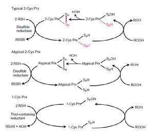 peroxiredoxin peroxiredoxin
