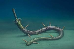 吸盤古宿蟲 吸盤古宿蟲